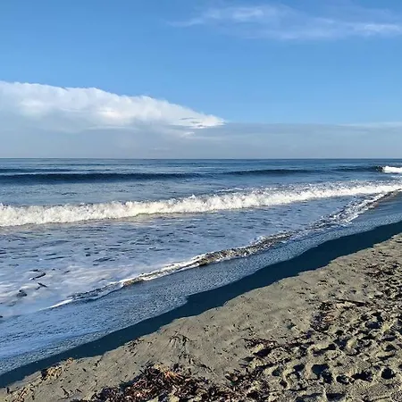 La Flamingo Toute Proche De La