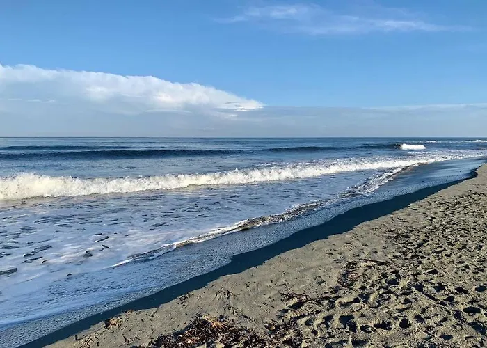 La Flamingo Toute Proche De La